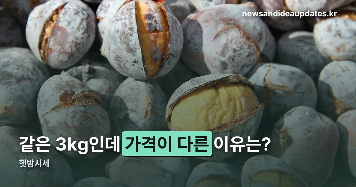 햇밤시세 정리 썸네일